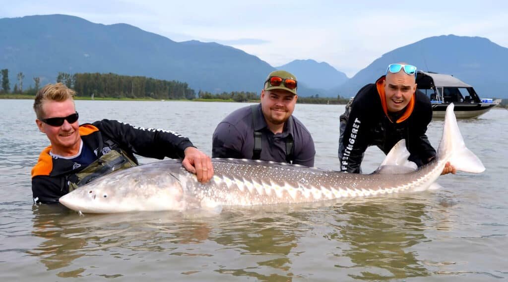 Fishingweeks catching sturgeon in fraser river